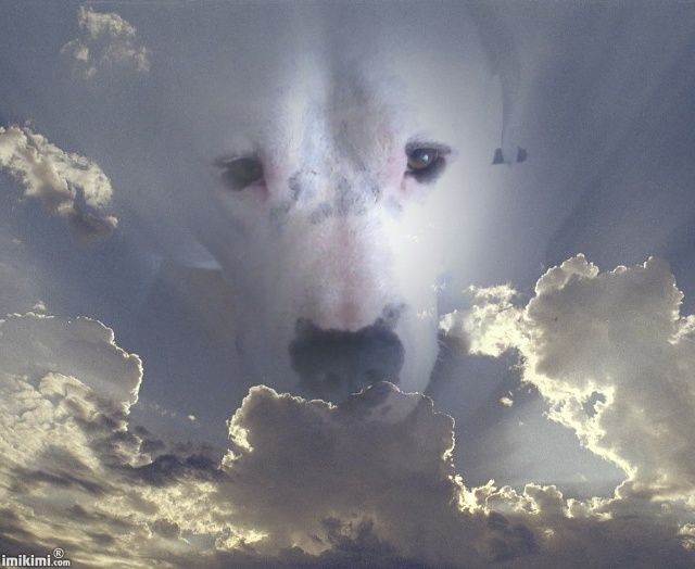 Angel-from-heaven-2zxDa-23r6G-normal.jpg