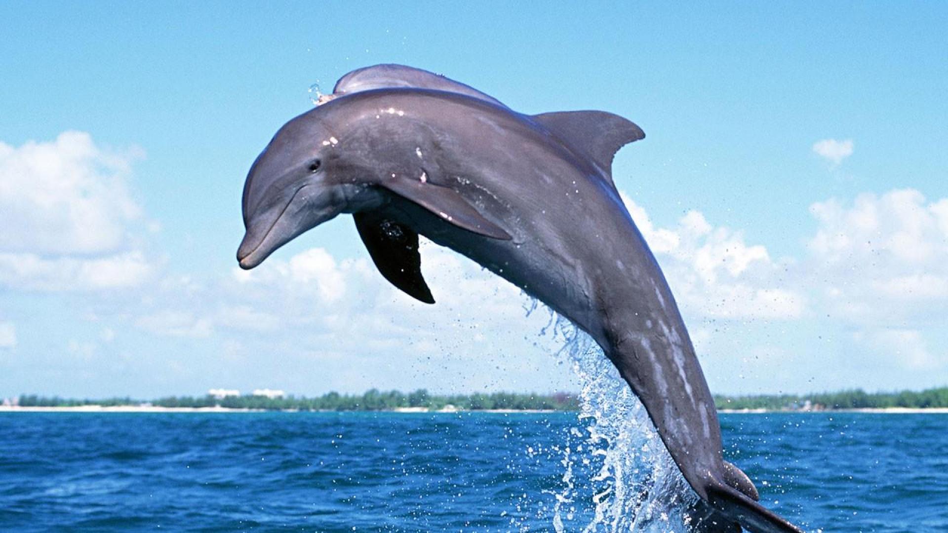 Dauphins De Fontaine